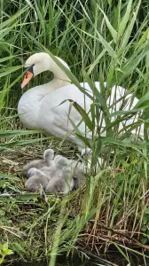 Leentje 03 Net uit het ei